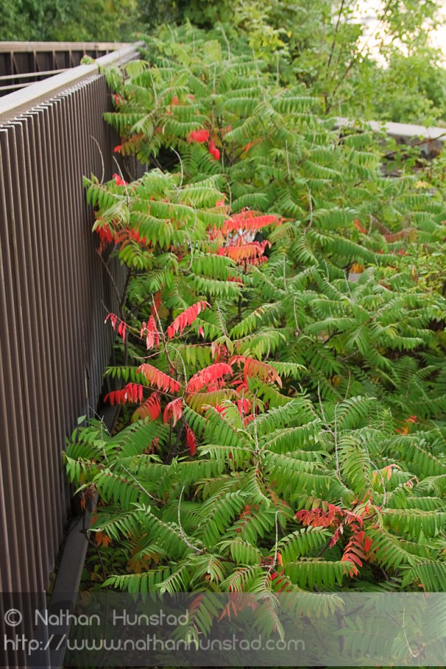 The first signs of fall color along the Mississippi River.